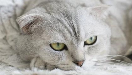 开云-业余足球赛上演神奇一幕，苏超球员连续两次角球直接破门